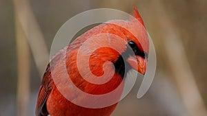 Northern cardinal, one of the most iconic bird od north of america