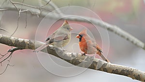 Northern Cardinal pair