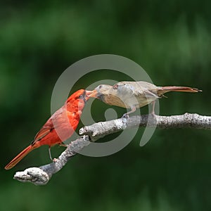 Northern Cardinal pair, male feeding female mate.