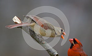 Northern Cardinal pair, male feeding female mate in spring