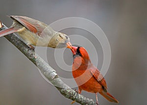 Northern Cardinal pair, male feeding female mate in spring