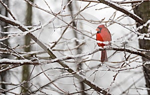 Northern Cardinal Perched on Limb