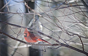 Northern Cardinal Perched on Limb