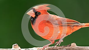 Northern Cardinal Perched on a Tree Branch