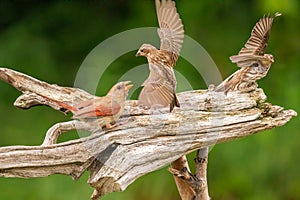 Northern Cardinal perched on wood and Purple finches