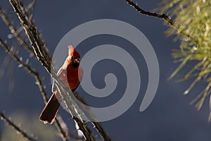 Northern Cardinal perches on ocotillo in Southwest environment portrait