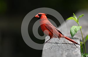 Northern Cardinal at Phinizy Swamp Nature Park; Richmond County, Georgia birding and wildlife photography