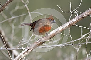 Northern Cardinal, Pickney Island Wildlife Refuge, South Carolina