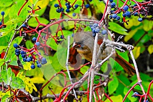 Northern cardinal red bird