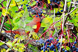 Northern cardinal red bird