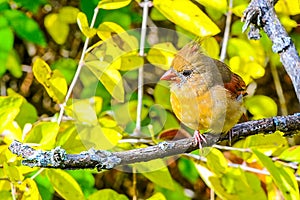 Northern cardinal red bird