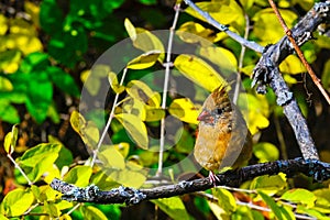 Northern cardinal red bird