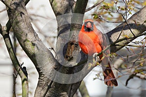 Northern cardinal red bird sitting on a branch