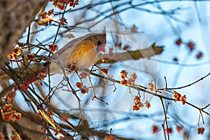 Northern cardinal red bird in winter