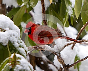 Northern cardinal or redbird on snowy branch