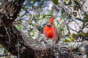 Northern cardinal resting in a Texas oak tree