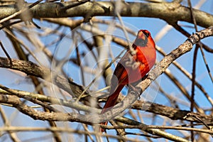Northern cardinal resting in a Texas oak tree photo