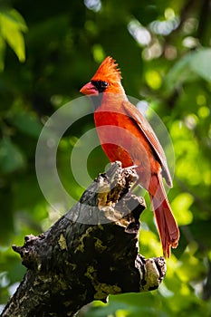 Northern cardinal resting in a Texas oak tree photo