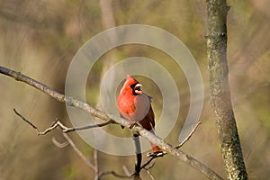 Northern Cardinal Singing