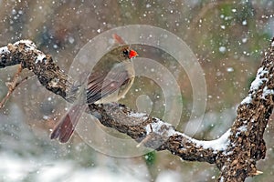 Northern Cardinal Snow