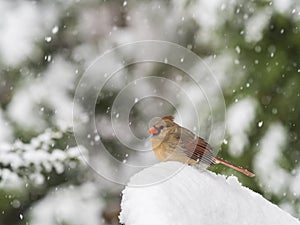 Northern Cardinal in Snow