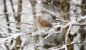 Northern Cardinal in Snow