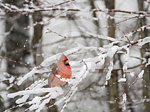 Northern Cardinal in Snow