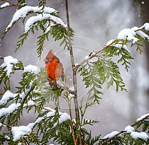 Northern Cardinal in Snow