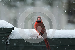 Northern Cardinal in the snow