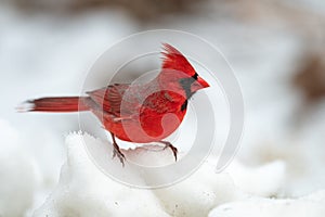 Cardinal in the Snow
