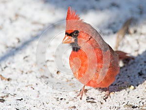 Northern Cardinal in Snow