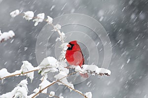 Settentrionale cardinale la neve tempesta 