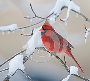 Northern Cardinal in snowstorm