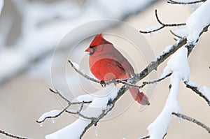 Northern Cardinal in snowstorm