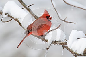 Northern Cardinal in snowstorm