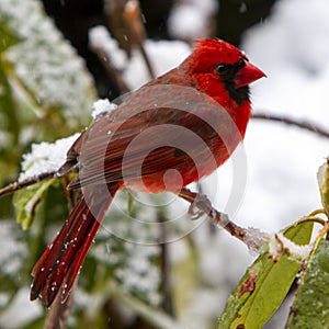 Northern cardinal on snowy day