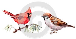 Northern Cardinal and Sparrow Birds Watercolor Illustration Set Hand Drawn