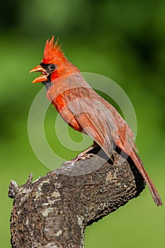 Northern Cardinal in Threat Display