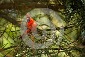 Northern cardinal in tree