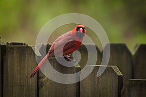 Northern Cardinal in the tree