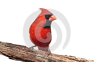 Northern Cardinal On White