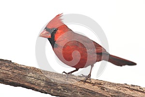 Northern Cardinal On White