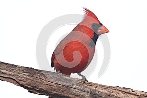 Northern Cardinal On White