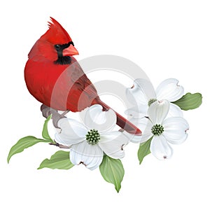 Northern Cardinal and White Dogwood.