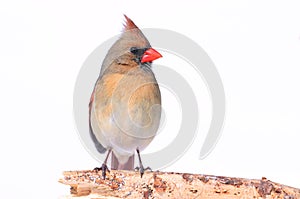 Northern Cardinal On White