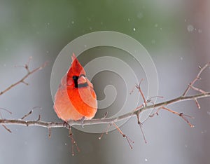 Northern Cardinal in winter