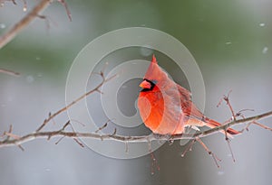 Northern Cardinal in winter