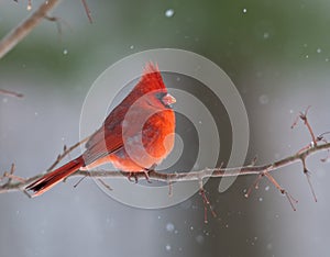 Northern Cardinal in winter
