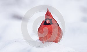 Northern Cardinal in Winter
