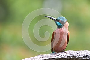 Northern Carmine Bee-Eater